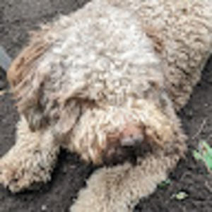 Meet your Posher, Sam